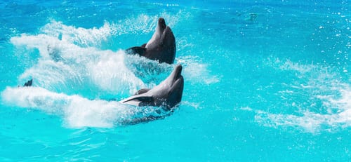 Riviera Maya dolphins