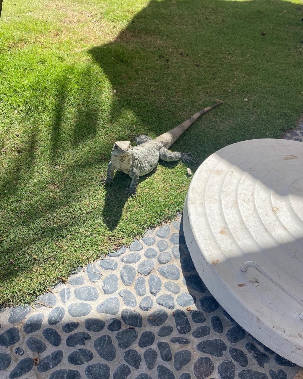 lizard